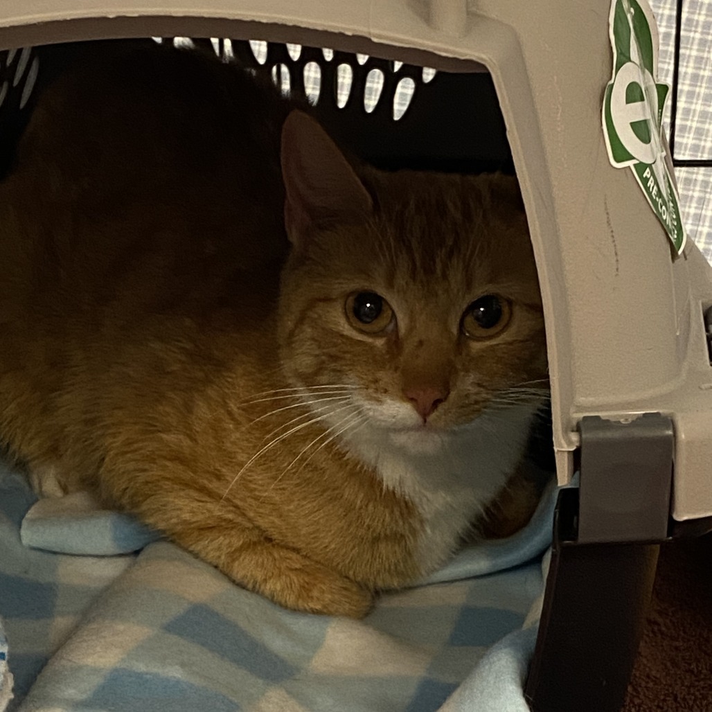 Ginger