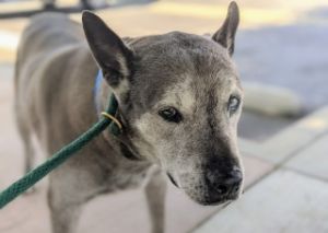 Jasper, Senior Male unknown