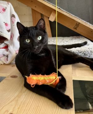 Biggie is a handsome boy with a soft coat and a charming little white patch on h