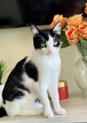 Jet Domestic Short Hair Cat