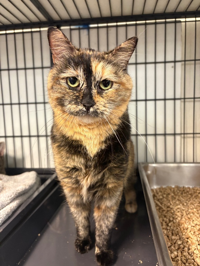 Calliope, an adoptable Domestic Short Hair in Rock Springs, WY, 82901 | Photo Image 1
