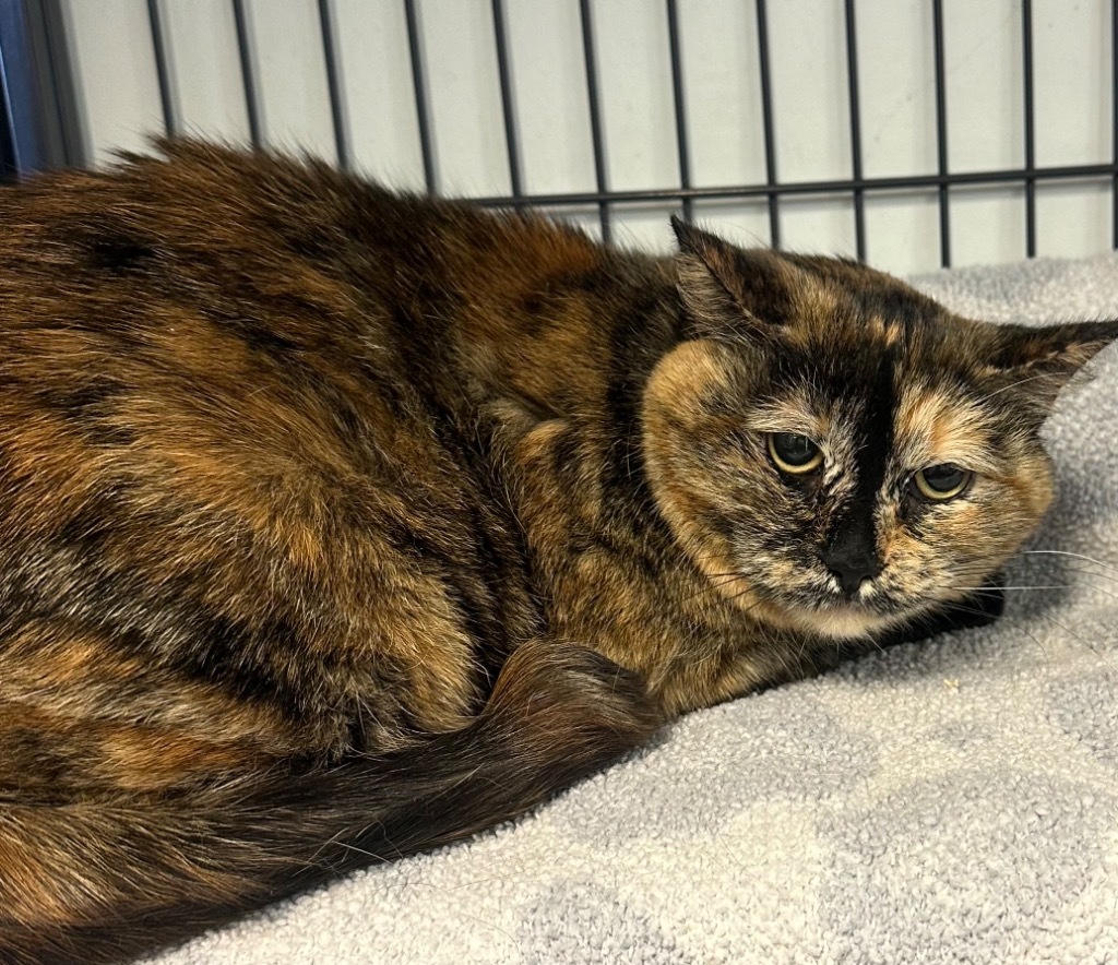 Calliope, an adoptable Domestic Short Hair in Rock Springs, WY, 82901 | Photo Image 2
