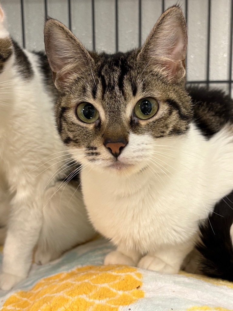 Haze, an adoptable Domestic Short Hair in Rock Springs, WY, 82901 | Photo Image 1