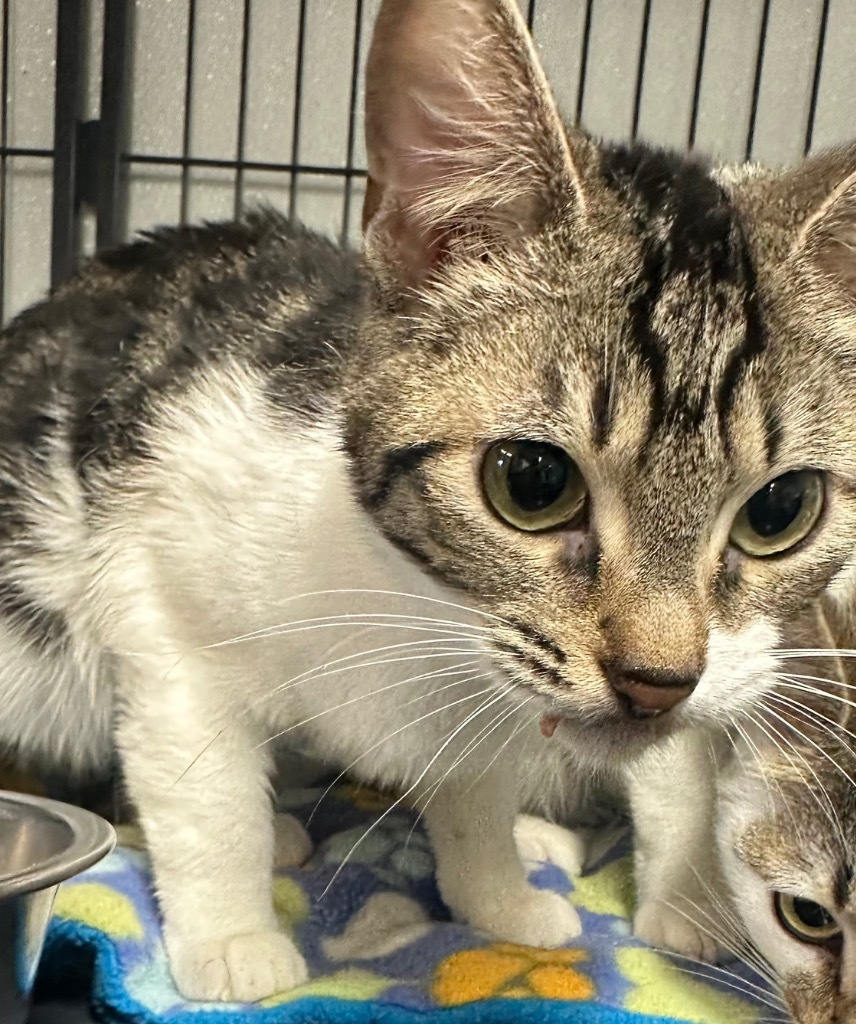 Haze, an adoptable Domestic Short Hair in Rock Springs, WY, 82901 | Photo Image 2