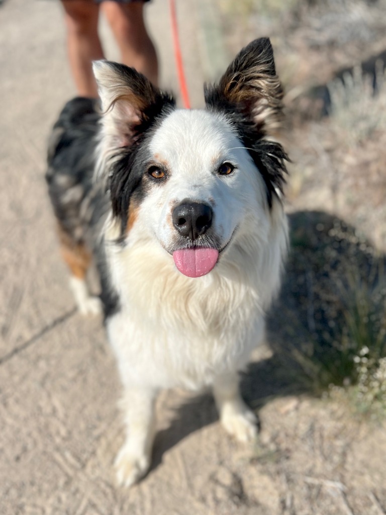 Bear, an adoptable Australian Shepherd in Rock Springs, WY, 82901 | Photo Image 1