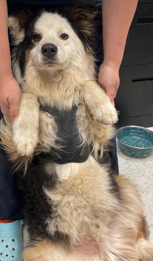 Bear, an adoptable Australian Shepherd in Rock Springs, WY, 82901 | Photo Image 2