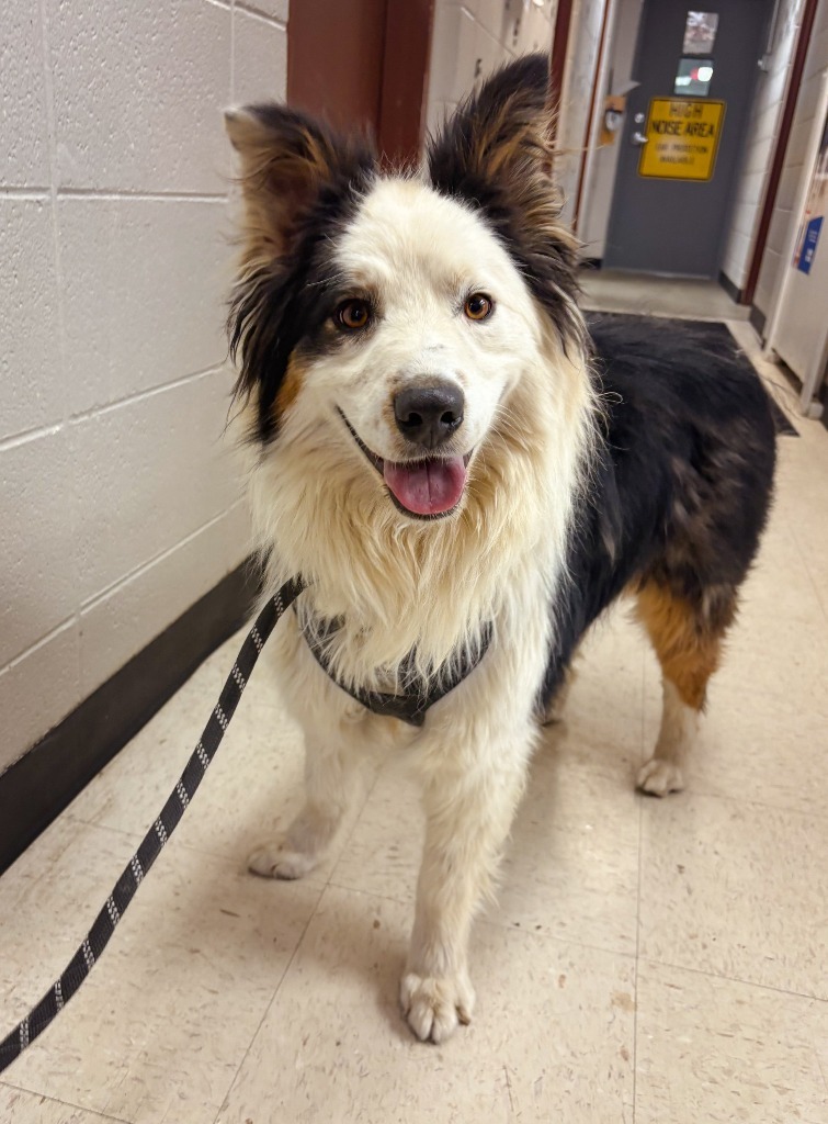 Bear, an adoptable Australian Shepherd in Rock Springs, WY, 82901 | Photo Image 3