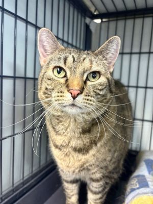 Penelope, Adult Female Domestic Short Hair