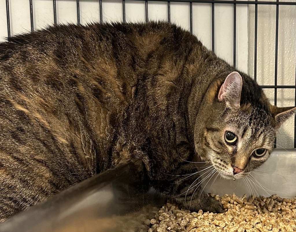 Penelope, an adoptable Domestic Short Hair in Rock Springs, WY, 82901 | Photo Image 2