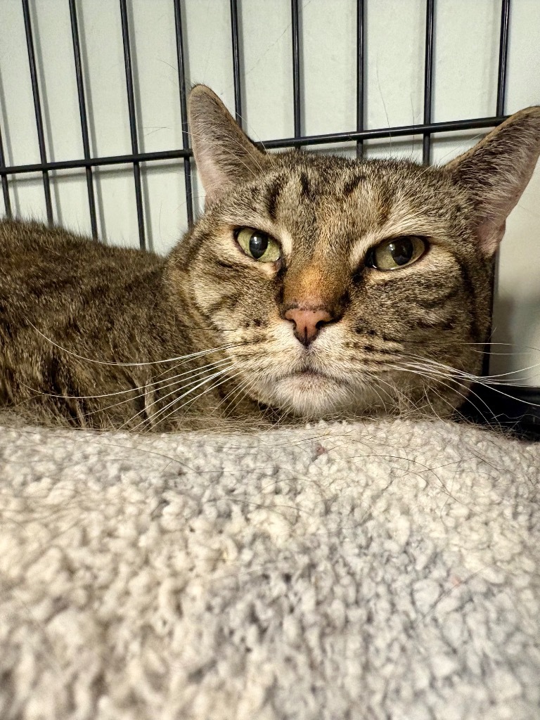 Penelope, an adoptable Domestic Short Hair in Rock Springs, WY, 82901 | Photo Image 3