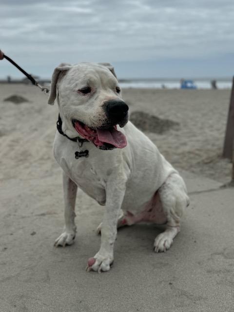 Aspen & Domingo Bonded Pair