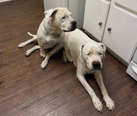 Aspen & Domingo Bonded Pair
