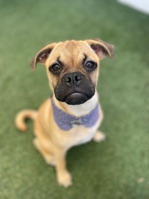 Meet Cuddles a one-of-a-kind puppy you didnt know you needed Cuddles was actually born right here