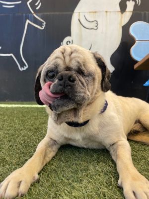 Chippy *special needs* Pug Dog