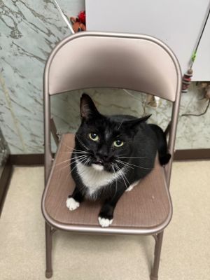 Waggles, Adult Male Domestic Short Hair