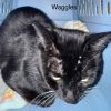 Waggles photo 2