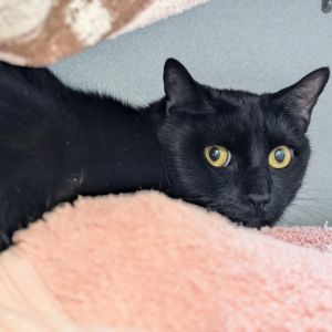 Matthew, Adult Male Domestic Short Hair