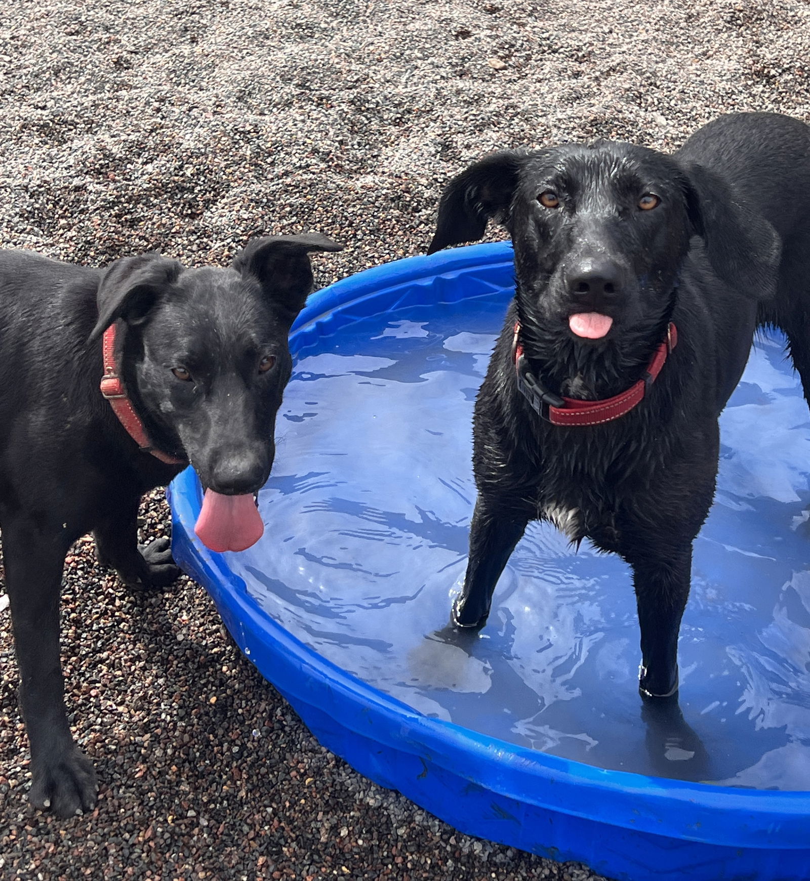 Indigo, an adoptable Labrador Retriever in Webster, WI, 54893 | Photo Image 1