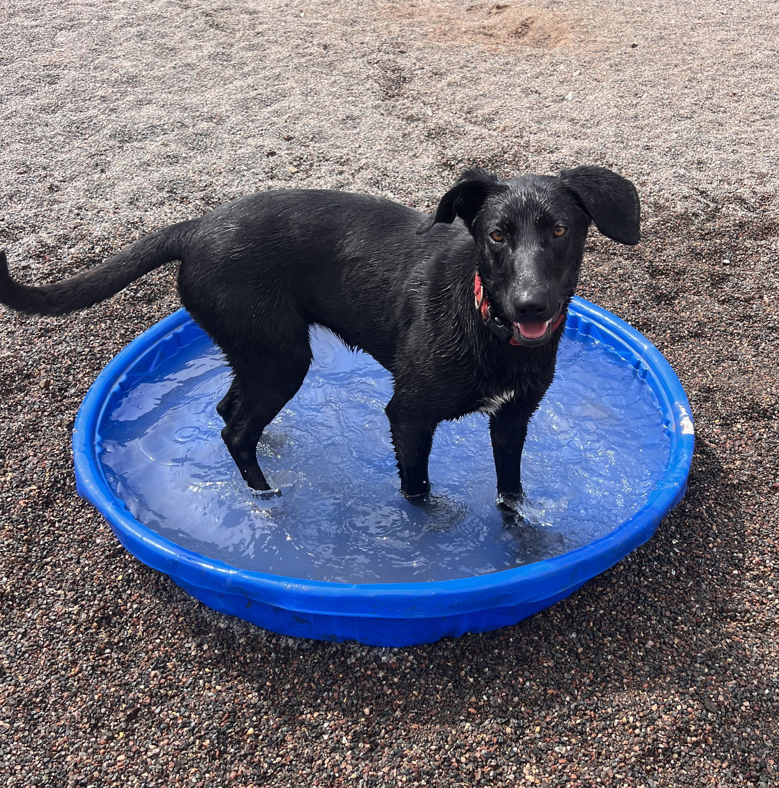 Iris, an adoptable Labrador Retriever in Webster, WI, 54893 | Photo Image 2
