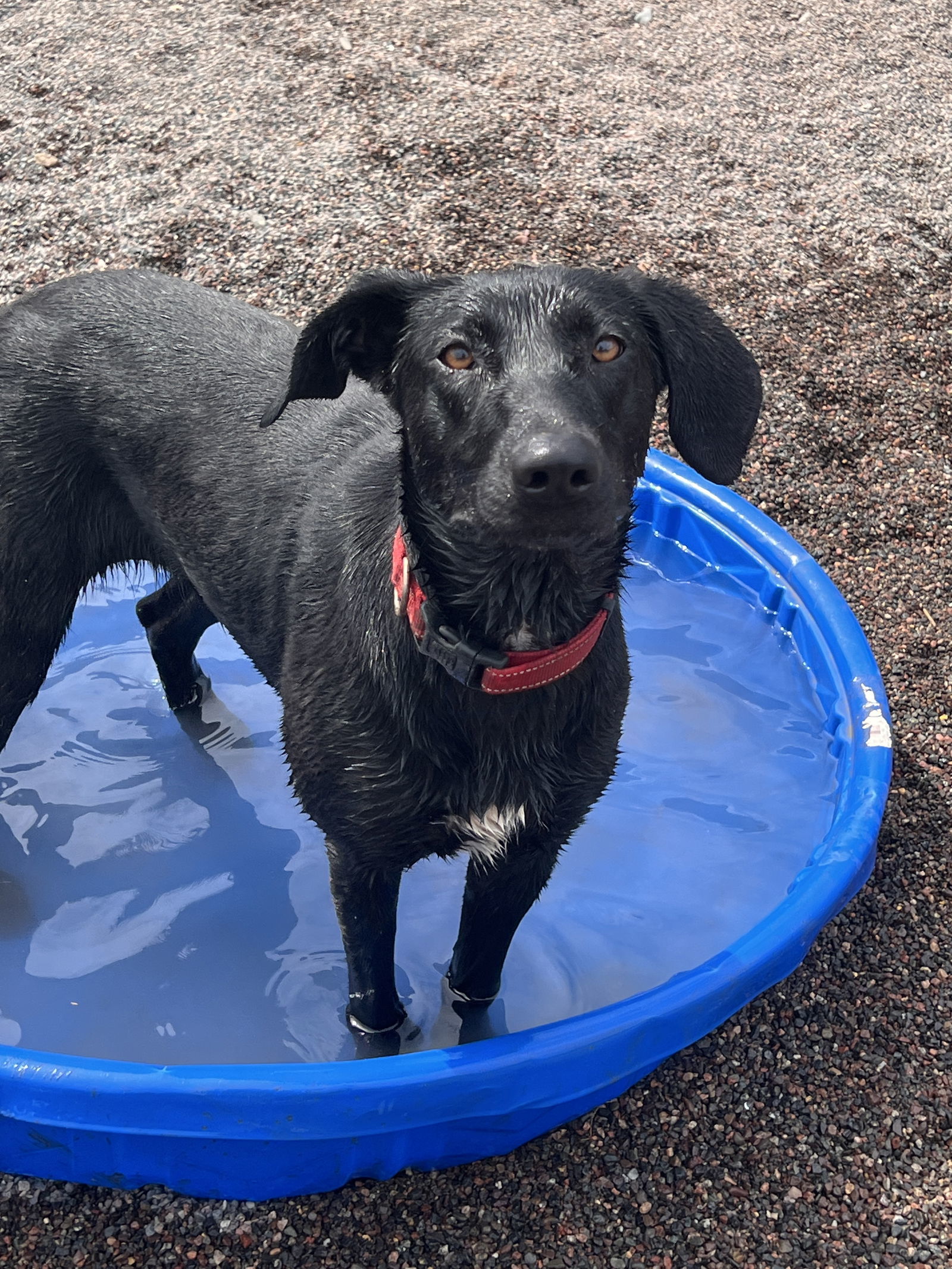 Iris, an adoptable Labrador Retriever in Webster, WI, 54893 | Photo Image 3