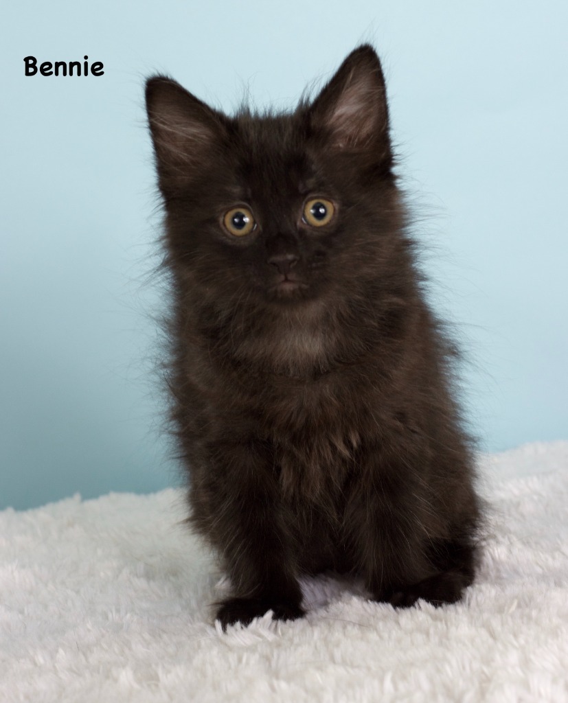 Bennie