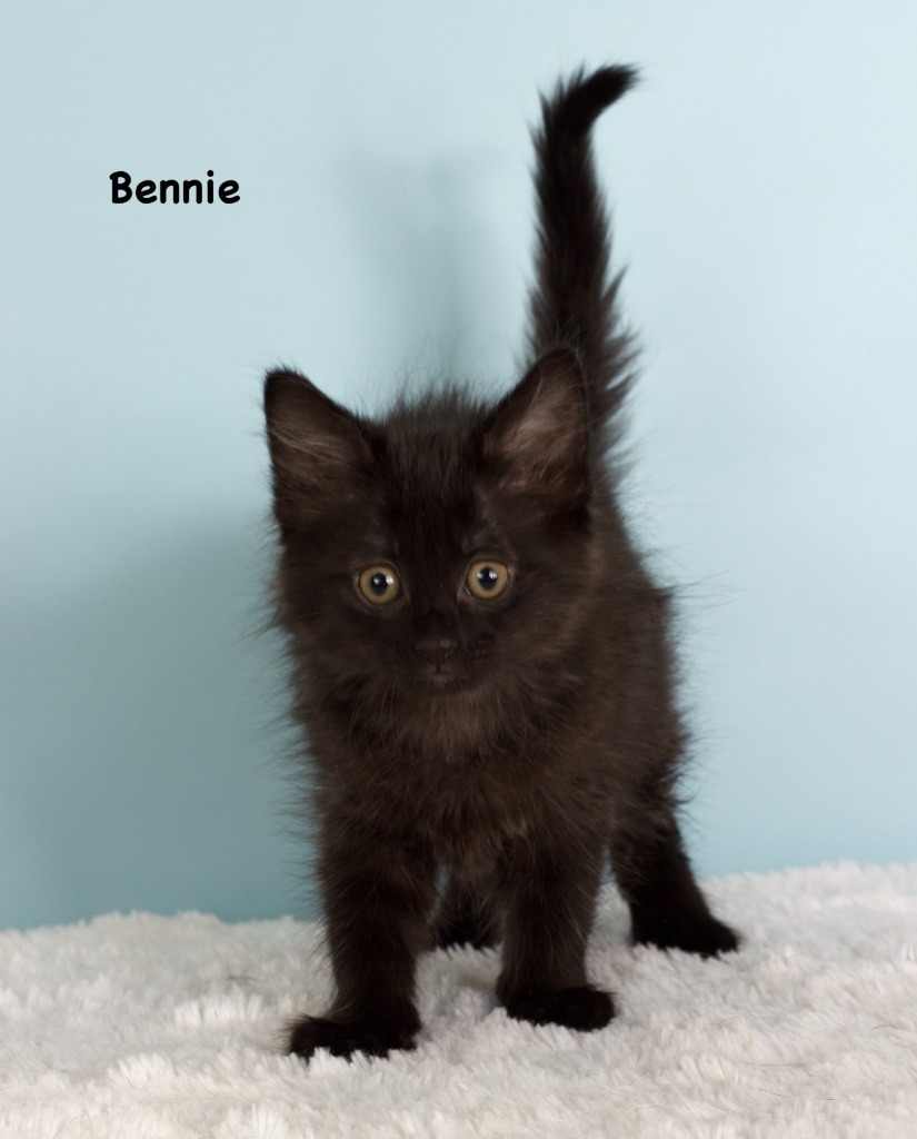 Bennie