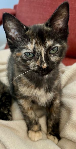 Doodle, Baby Female Domestic Short Hair