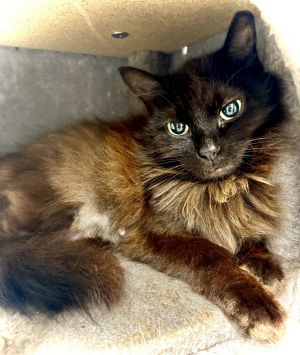 Cimmer, Young Female Domestic Medium Hair