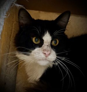Marcel, Young Male Domestic Medium Hair