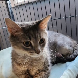 Llama, Adult Female Domestic Short Hair