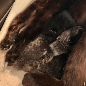 Stormcloud, Baby Male Domestic Medium Hair