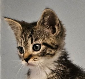 Zena, Baby Female Tabby