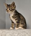Zena photo 2