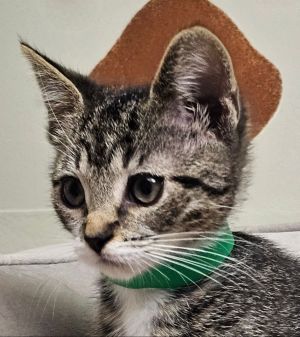 Zoe, Baby Female Domestic Short Hair