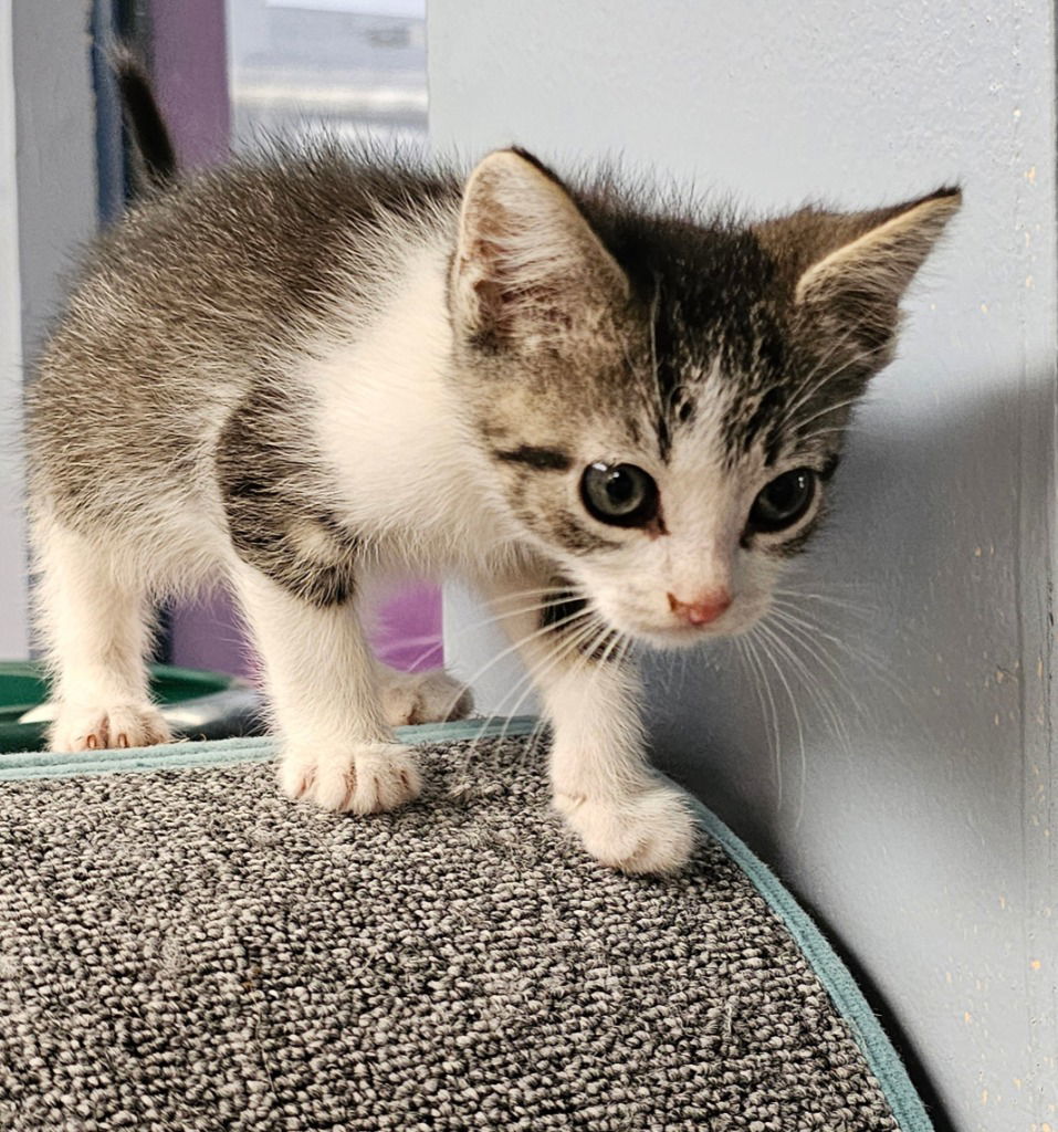 Zephyr