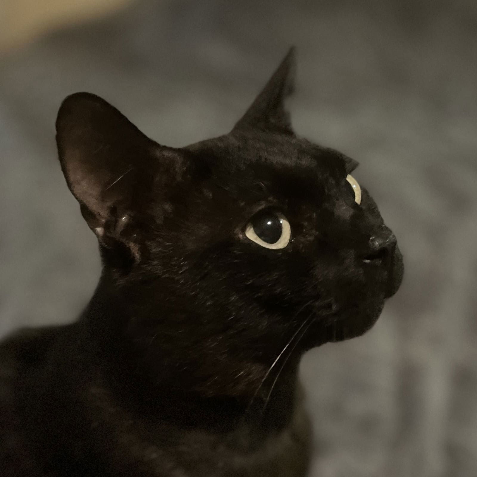 Beau