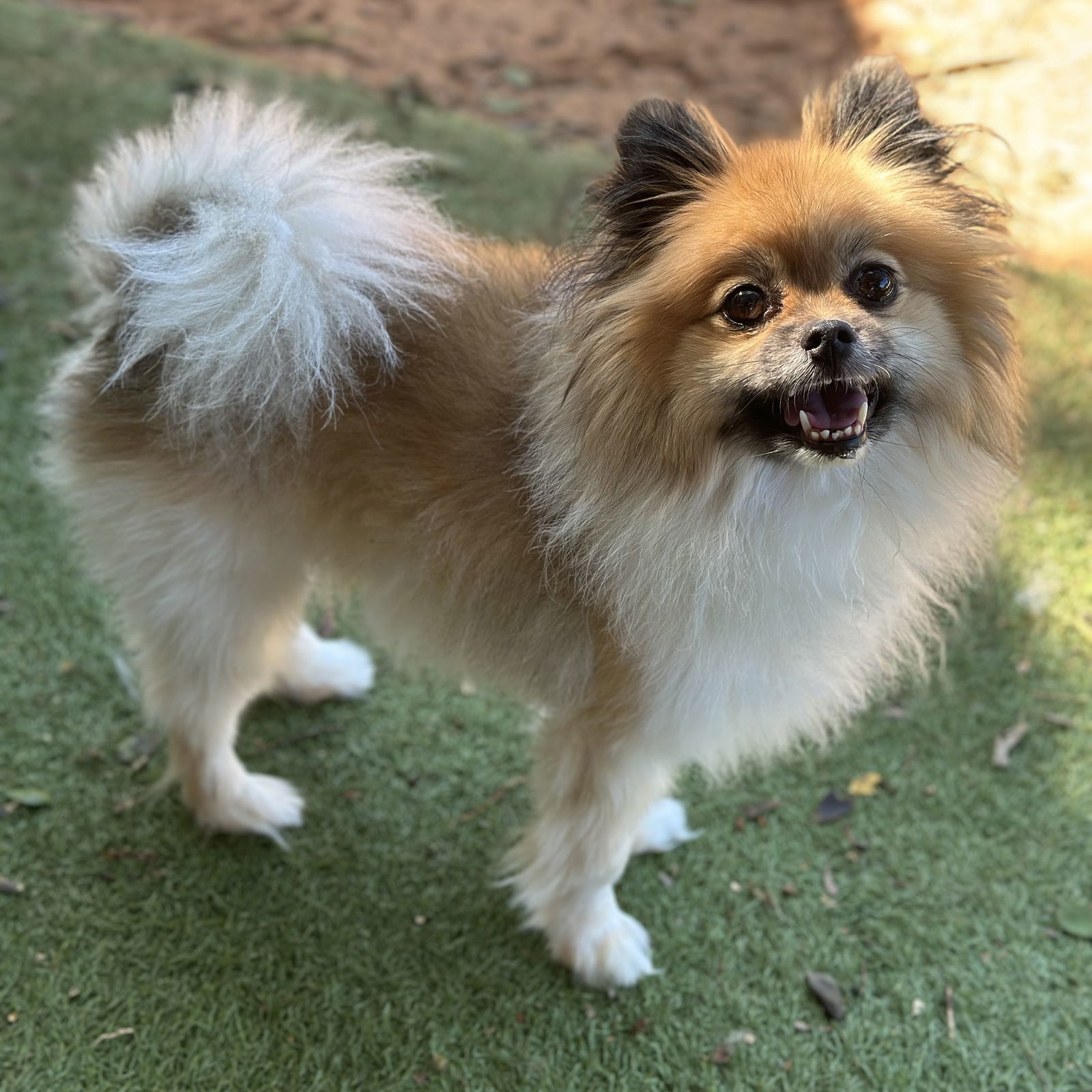 Georgie