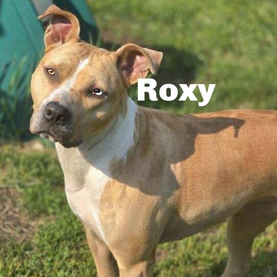 Roxy 250431