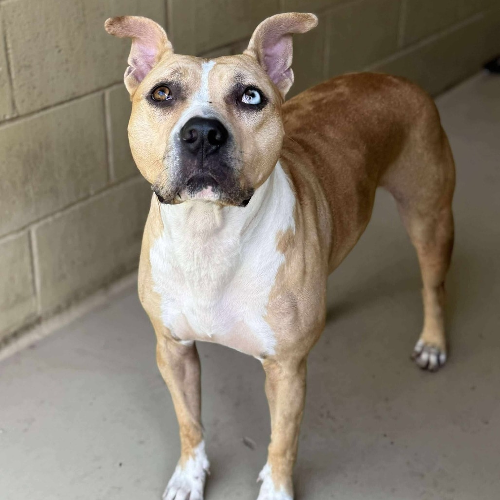 Roxy 250431, an adoptable Mixed Breed in Escanaba, MI, 49829 | Photo Image 2