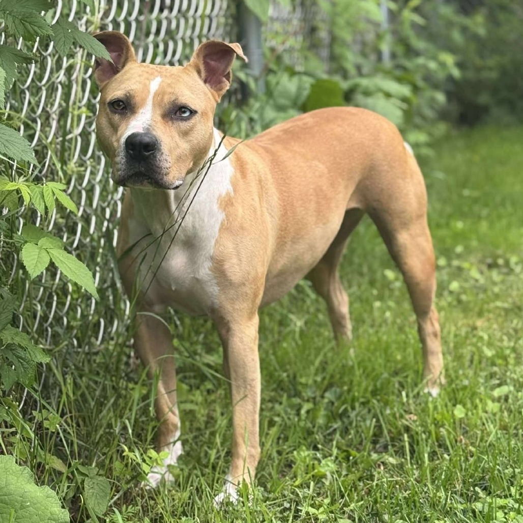 Roxy 250431, an adoptable Mixed Breed in Escanaba, MI, 49829 | Photo Image 3