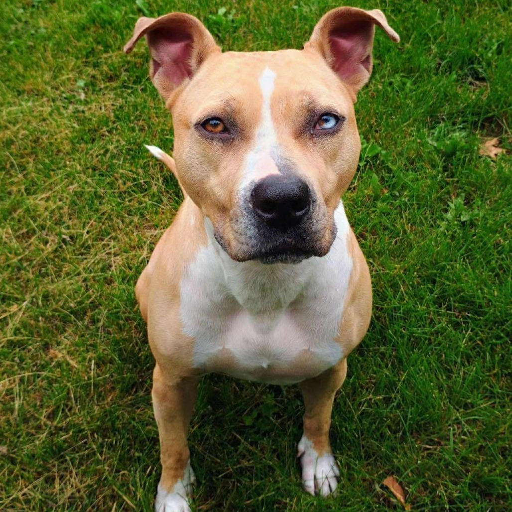 Roxy 250431, an adoptable Mixed Breed in Escanaba, MI, 49829 | Photo Image 4