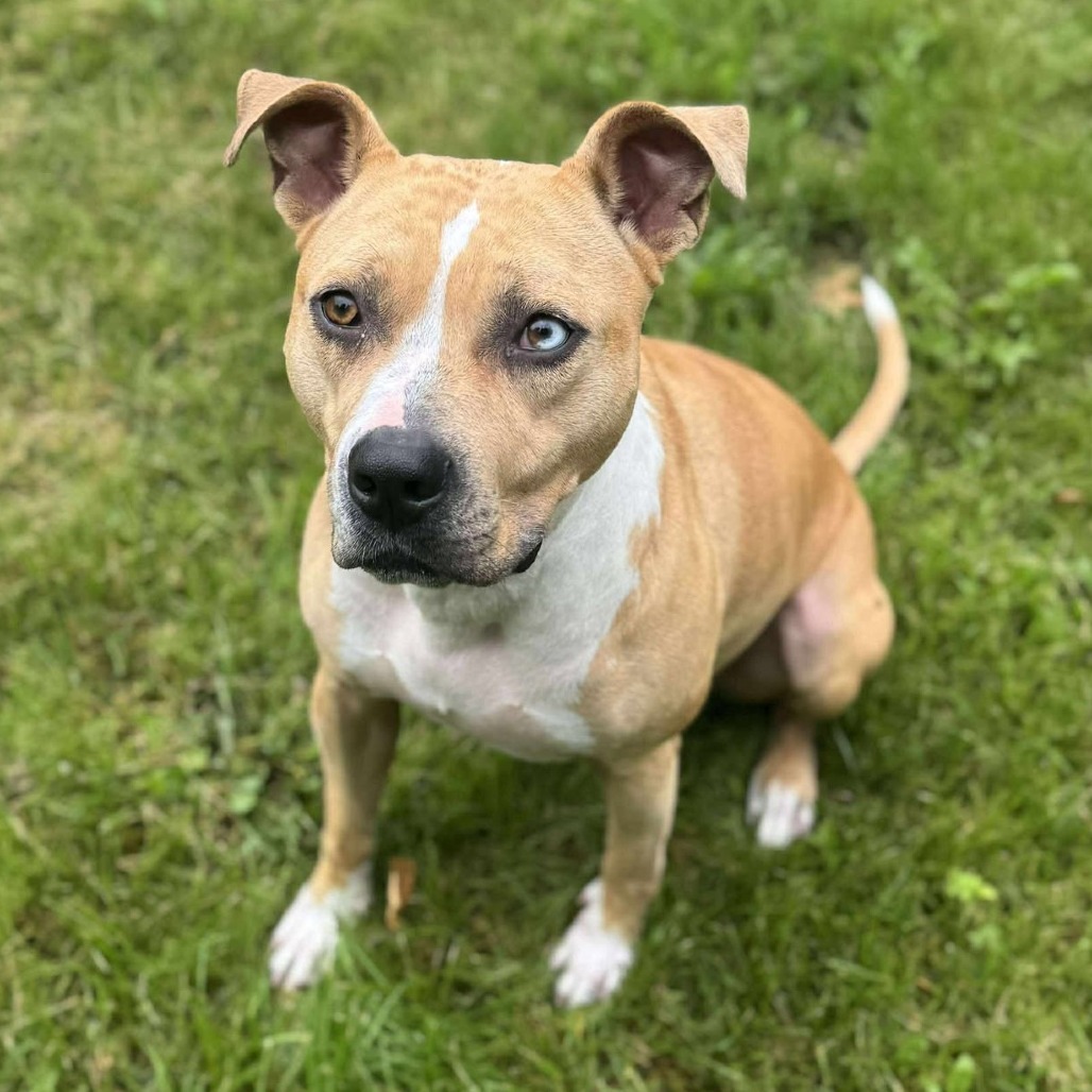 Roxy 250431, an adoptable Mixed Breed in Escanaba, MI, 49829 | Photo Image 5