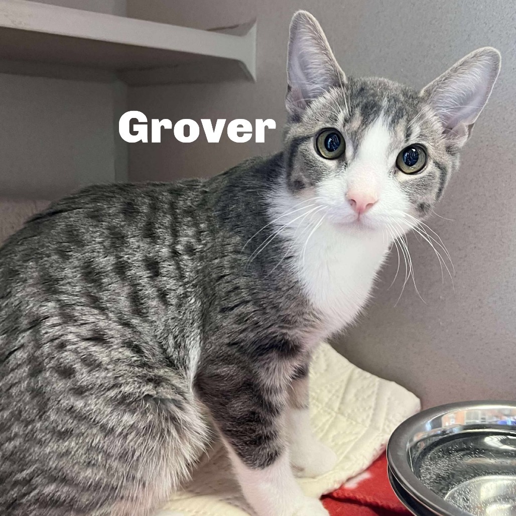 Grover 250416