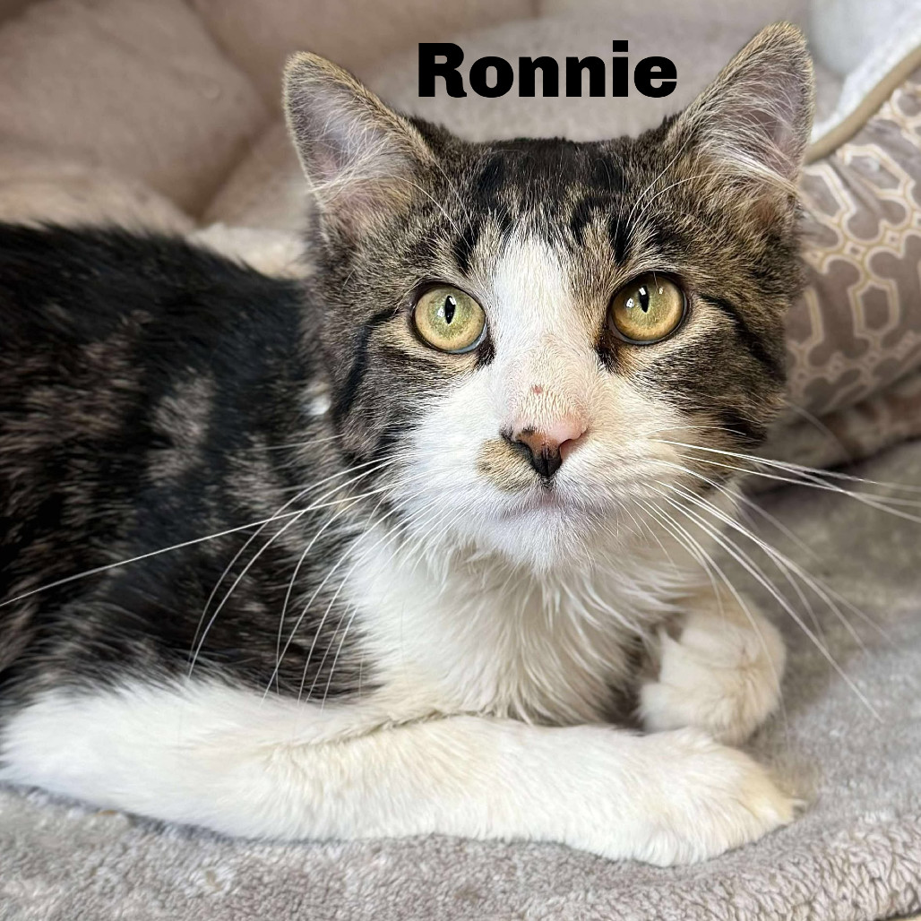 Ronnie 250341