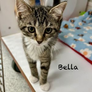 Bella, Baby Female Domestic Short Hair
