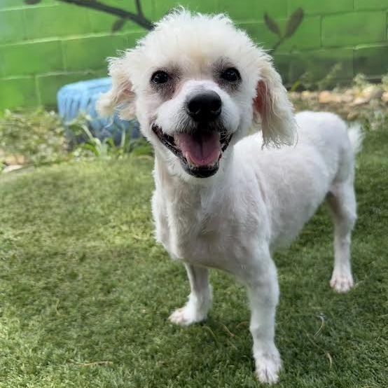 Snoopy, an adoptable Maltese, Mixed Breed in Laredo, TX, 78041 | Photo Image 1