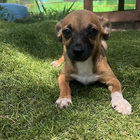 Noodle, an adoptable Chihuahua in Laredo, TX, 78041 | Photo Image 1