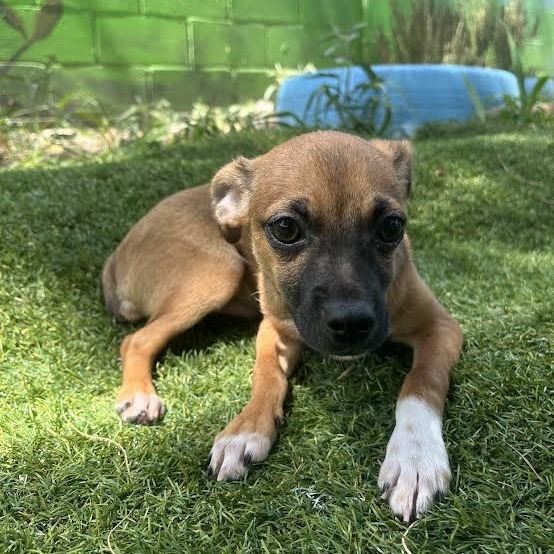 Noodle, an adoptable Chihuahua in Laredo, TX, 78041 | Photo Image 2