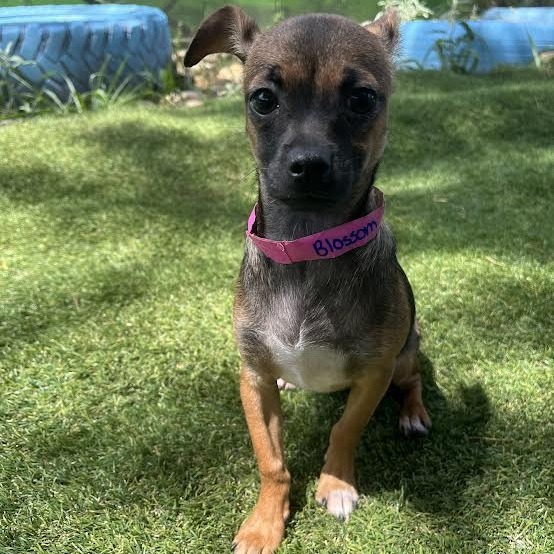 Blossom, an adoptable Chihuahua in Laredo, TX, 78041 | Photo Image 1