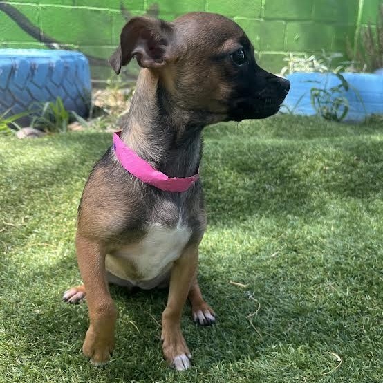 Blossom, an adoptable Chihuahua in Laredo, TX, 78041 | Photo Image 2